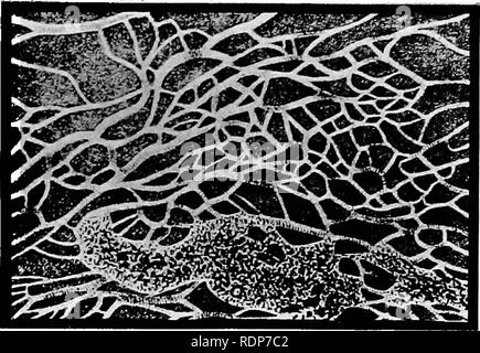 . L'origine della vita, la sua base fisica e definizione. Vita (biologia). . Si prega di notare che queste immagini vengono estratte dalla pagina sottoposta a scansione di immagini che possono essere state migliorate digitalmente per la leggibilità - Colorazione e aspetto di queste illustrazioni potrebbero non perfettamente assomigliano al lavoro originale. Burke, John Benjamin Butler, 1873-. Londra, Chapman e Hall, Ltd. Foto Stock