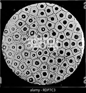 . L'origine della vita, la sua base fisica e definizione. Vita (biologia). Liquido artificiale cellule prodotte in una soluzione di cloruro di sodio, colorata con inchiostro di china in acqua distillata (Ledue).. Cellule artificiali prodotte l5y ferrocianuro di potassio e di gelatina (Leduc). [A faccia piige 104.. Si prega di notare che queste immagini vengono estratte dalla pagina sottoposta a scansione di immagini che possono essere state migliorate digitalmente per la leggibilità - Colorazione e aspetto di queste illustrazioni potrebbero non perfettamente assomigliano al lavoro originale. Burke, John Benjamin Butler, 1873-. Londra, Chapman e Hall, Ltd. Foto Stock