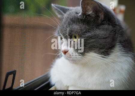 Close up di grigio e bianco gatto guardando fuori dalla finestra; profondità di campo Foto Stock