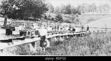 . Descrizione e itinerario di agricolo treno speciale. Duplice valore dell'ape. Fare api ferire la frutta? Combinando l'apicoltura e agricoltura. Report di stato ispettore di apiari. La covata malattie delle api. Alcuni nettare e polline di piante del cuscinetto del Tennessee. Relazione di raccolto per il mese di giugno. Le api. 276 TENNESSEE AGRICOLTURA relazioni di pleuropolmonite contagiosa malattie delle api sono state sorprendentemente pochi. Lo stato è benedetto in avendo così poco del fallo brood malattie. Come sempre, queste malattie sono nello stato e si diffuse rapidamente fino a quando il settore sarà rovinato se non tenuto sotto controllo. Nelle mie lezioni, letteratura e Foto Stock