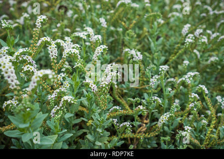 Mare eliotropio (Heliotropium curassavicum) fiorire sul litorale sud della baia di San Francisco, California Foto Stock