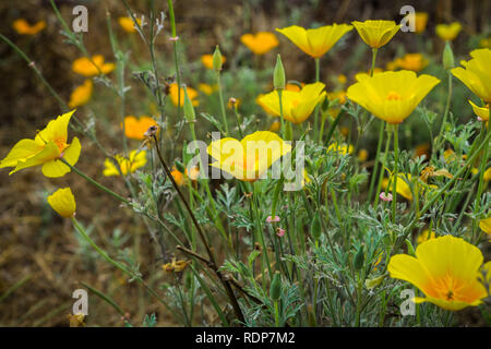 California Papaveri (Eschscholzia californica) che cresce su un prato, South San Francisco Bay, California Foto Stock