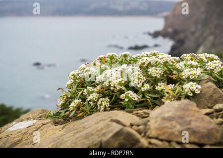 Alyssum fiori (Lobularia maritima) crescente tra rocce sulle scogliere dell'Oceano Pacifico, California Foto Stock