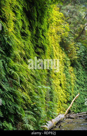 Canyon di pareti coperte in cinque dita di felci, Fern Canyon, Prairie Creek Redwoods State Park, California Foto Stock