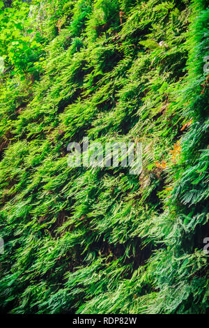 Canyon di pareti coperte in cinque dita di felci, Fern Canyon, Prairie Creek Redwoods State Park, California Foto Stock