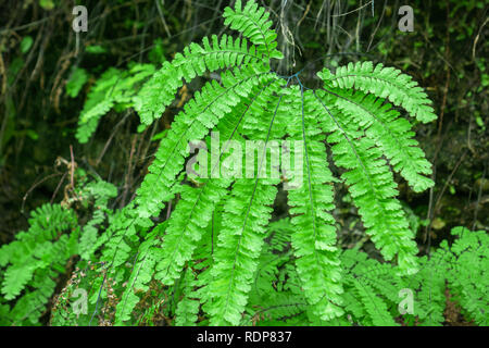 Close up di cinque dita fern (Adiantum aleuticum), Prairie Creek Redwoods State Park, California Foto Stock