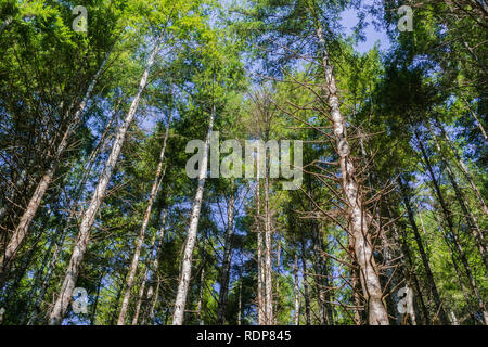 Maestosi alberi sempreverdi foresta nella luce del mattino, Sud slough estuario riserva di ricerca, Coos Bay, Oregon Foto Stock