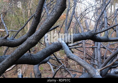 Pappagallo di Drumble, parlare, Staffordshire Wildlife Trust Foto Stock