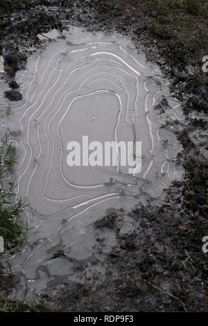 Pappagallo di Drumble, parlare, Staffordshire Wildlife Trust Foto Stock