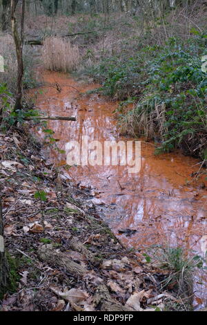 Pappagallo di Drumble, parlare, Staffordshire Wildlife Trust Foto Stock