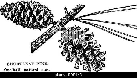 . Comune di alberi della foresta del North Carolina. Come li conoscono. Una tasca manuale. Alberi; le foreste e la silvicoltura. !G^-s ^-#4fe.<3^-s ^-^^^js^-^ ^-m--^!^^^ PINO SHORTLEAF (rosmarino pine (Pinus echinata Mill.) il pino shortleaf, noto anche come rosmarino, pino giallo e pino vecchio-fleld pino, è ampiamente distribuito in tutto il sud. È il char- acteristic pine oltre la montagna e la inferiore- moun tain piste, dove accade miscelati con legni pregiati e in puro secondo il tasso di crescita è. Il giovane albero all'aperto ha un dritto e un po' stout stelo. Pino SHOETLHAF. Una metà dimensione naturale. Da Sargen Foto Stock