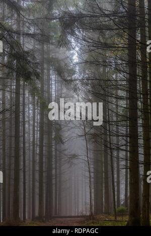Una bella immagine di un percorso tra i pini nel mezzo della foresta su una fredda mattina con haze su una giornata invernale nelle Ardenne belghe Foto Stock