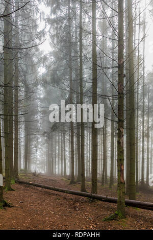 Una bella immagine di alti pini nel bosco su una fredda mattina con haze su una giornata invernale nelle Ardenne belghe Foto Stock