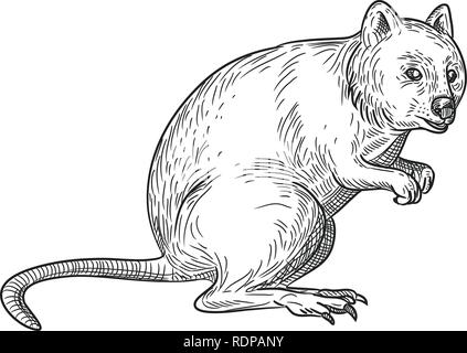 Disegno stile sketch illustrazione di un quokka, Setonix brachyurus, una piccola macropod marsupiale nativo di Australia occidentale isolato su sfondo bianco. Illustrazione Vettoriale