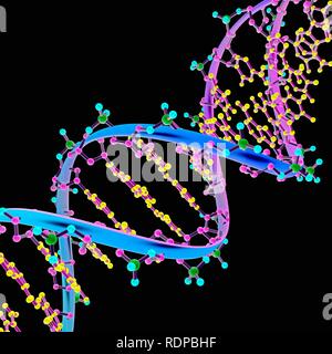 Una illustrazione di un DNA modello molecolare. Foto Stock