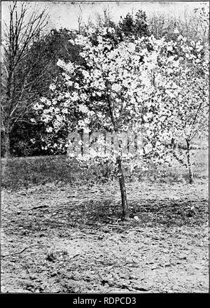 . Il successo della cultura di frutta; una guida pratica per la coltivazione e la propagazione di frutti. Frutti-coltura. Fig. 55-Ciliege acide degli alberi. Si prega di notare che queste immagini vengono estratte dalla pagina sottoposta a scansione di immagini che possono essere state migliorate digitalmente per la leggibilità - Colorazione e aspetto di queste illustrazioni potrebbero non perfettamente assomigliano al lavoro originale. Maynard, Samuel T. (Samuel Taylor), 1844-. New York, Orange Judd company Foto Stock