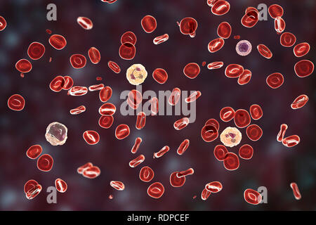 Il normale striscio di sangue. Computer illustrazione che mostra le cellule rosse del sangue, piastrine (piccole particelle di colore rosso), neutrofili (due cellule bianche del sangue al centro), monociti (sinistra) e (linfociti fino a destra). Foto Stock