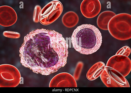 Monociti (sinistra) e linfocita (destra) di cellule bianche del sangue in uno striscio di sangue, illustrazione del computer. I monociti sono il più grande di cellule bianche del sangue; che conquistino e digerire batteri invadenti e i detriti cellulari. I linfociti sono coinvolti nella produzione di anticorpi e di attaccare infettate da virus e cellule tumorali. Foto Stock