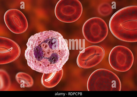 I neutrofili di globuli bianchi e cellule di sangue rosso, illustrazione del computer. I neutrofili sono i più abbondanti di globuli bianchi e sono parte del sistema immunitario del corpo. Foto Stock