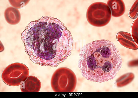 I neutrofili (destra) e monociti (sinistra) di globuli bianchi nel sangue cospargere, illustrazione del computer. I neutrofili sono i più abbondanti di globuli bianchi e sono parte del sistema immunitario del corpo. I monociti sono il più grande di cellule bianche del sangue; che conquistino e digerire batteri invadenti e i detriti cellulari. Foto Stock