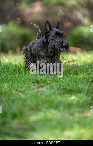 Active Scottish Terrier pedigree cane giocare all'aperto sull'erba verde. Foto Stock