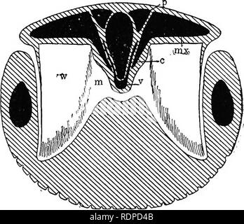 . Il libro di testo di zoologia vertebrati. Vertebrati, Anatomia, comparativo. Fig. 375. La balena pigmea, Kogia floweri, da Gill. cranio e muso si verifica spesso un olio paraffinico, spermaceti. Lo sperma- balena (/". macrocephalus) fornisce l'ambra grigia che è davvero imperfettamente digerito squid diventare concrezionata negli intestini. Ziphius include due-wliales dentata, così chiamato dalla esistenza di ma di una coppia di denti nella mascella inferiore. Sono alleate Hyperoodon, la bottiglia di balene dal naso, Mesoplodon, e le balene nana, Kogia. Sub-Order 3. Mysta- cocETi (Bal^noidea). Cranio simmetrico; due nost Foto Stock