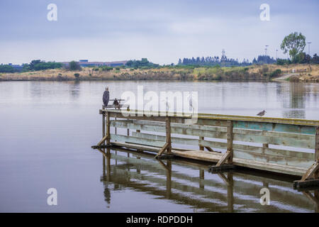 Varie specie di uccelli in appoggio su un listello in legno nel litorale Park, Mountain View, California Foto Stock