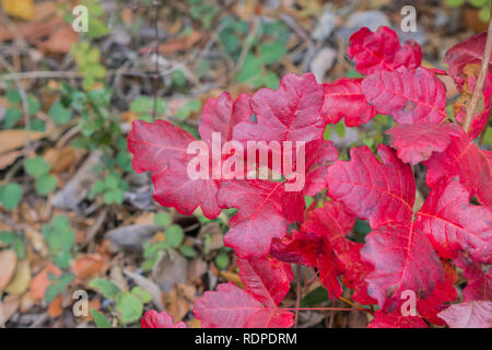 Rosso La quercia di veleno (Toxicodendron diversilobum) foglie, California Foto Stock