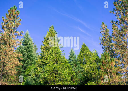 Foresta sempreverde fatta di abeti, pini e alberi di cedro in una chiara mattina autunnale, Parco Nazionale di Yosemite in California Foto Stock