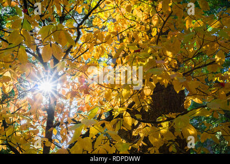 Sole che splende attraverso il golden Pacific Mountain Sanguinello tree (Cornus nuttallii) Fogliame, Parco Nazionale di Yosemite in California Foto Stock