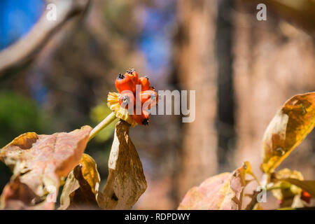 Pacific Mountain Sanguinello (Cornus nuttallii) frutti, Parco Nazionale di Yosemite in California Foto Stock