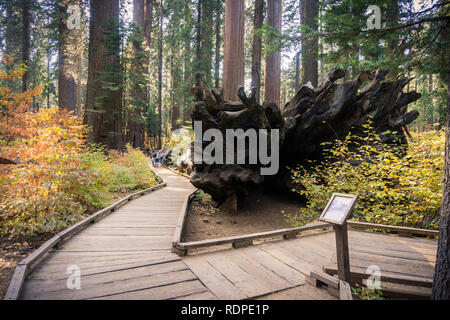 Passerella in legno attraverso un alberi di sequoia Grove, il Parco Nazionale di Yosemite in California Foto Stock