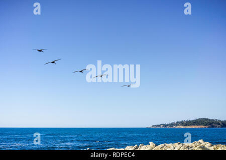 Un gruppo di pellicani marroni battenti vicino al litorale in una giornata di sole, Carmelo-per-il-mare, della penisola di Monterey in California Foto Stock