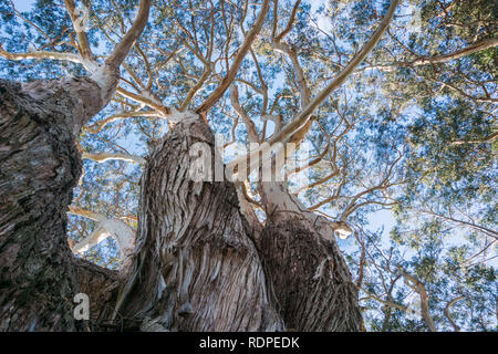 Cerca fino alla corona di un vecchio albero di eucalipto; alberi di eucalipto sono state introdotte per la California e sono considerate invasive Foto Stock