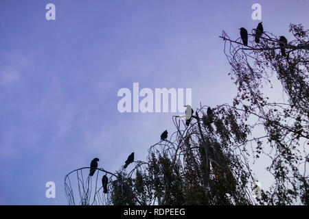 Canta seduta in una struttura ad albero al tramonto; red sky in background Foto Stock