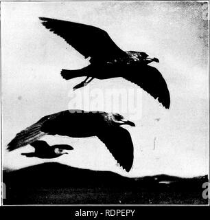 . Primo insegnamento di zoologia. Zoologia. Gli uccelli 249 rapida il battito di ali di quaglia e fagiano di monte; anche di anatre selvatiche; la lenta e pesante, sbattimenti della maggiore i falchi e gufi e dei corvi; e la splendida impennata della Turchia-poiana e di gabbiani. Questa impennata è stata oggetto di molte l osservazione e lo studio, ma è. Fig. 203.-Gabbiani soaring . (Fotografia di Otto von Bargen, sulla Baia di San Francisco; il permesso di Artigianato della fotocamera.) ancora imperfettamente capito. Il vertiginoso aumento del bird evidentemente sfrutta orizzontali di correnti d'aria, e alcuni osservatori sostengono che le correnti verso l'alto deve anche essere pr Foto Stock