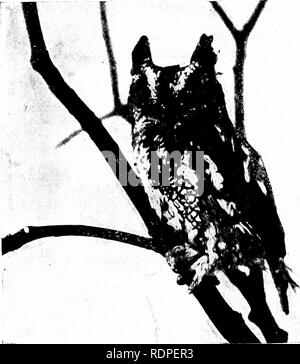 . Primo insegnamento di zoologia. Zoologia. 248 primo insegnamento di zoologia il piatto, lamellate bill delle anatre; essi scoop up fango e acqua e il ceppo loro cibo da esso. Nota ditta, scalpello-come Bill (fiy. 201) dei picchi ; essi foro in legno duro per gli insetti. Nota la peculiare attraversato mandibole della croce-fatture; essi strappare pigne per le sementi. Nota la lunga e affilata, snello bill del ronzio-. Â &LT;Â"6 m Fig. 202.âScreech-gufo, Mcgascops asio. (Fotografia hy A. L. Princeton; il permesso di IVIacmillan Co.) ming-uccelli; il}' ottenere gli insetti dalla parte inferiore del fiore- tazze. Nota il disegno di legge Foto Stock