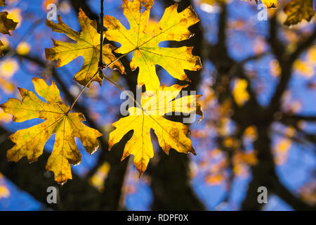 Golden foglie di acero su un cielo blu di sfondo, Mt Diablo del Parco Statale di San Francisco Bay Area, California Foto Stock