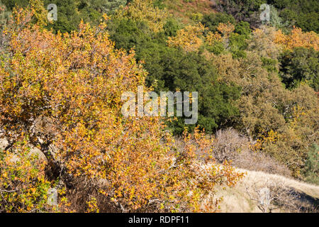 Western alberi di sicomoro coperto in autunno i colori miscelati con live lecci e querce valle sulle colline e valli di Mt Diablo membro Park, Contra Costa c Foto Stock