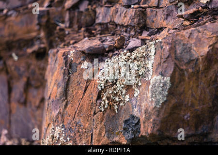 I licheni crescono su Jurassic rock in Mt Diablo membro Park, Contra Costa County, San Francisco Bay Area, California Foto Stock