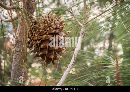 Close up di grigio pine (Pinus Sabiniana) cono e aghi, albero endemico della California, Mt Diablo membro Park, Contra Costa County, la baia di San Francisco sono Foto Stock