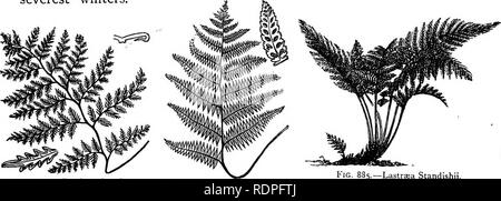 . Il mio giardino, il suo piano e cultura insieme con una descrizione generale della sua geologia, della botanica e della storia naturale. Il giardinaggio. FERNERIES. 383 che circonda il fertile. Ho occasionalmente osservato le fronde della 0. regalis condivideranno un po' di carattere simile. Il Cystopteris bulbifera (fig. 883) è completamente acclimatati con me. Si moltiplica per divisione, per spore, e da poco bulbilli formata in axils delle foglie. È una felce che dovrebbe essere coltivato in quantità. Del Polypodiums, il P hexagonopterum, un buon compagno pianta alla quercia e faggio felce, è bene acclimatati. Il P. Foto Stock