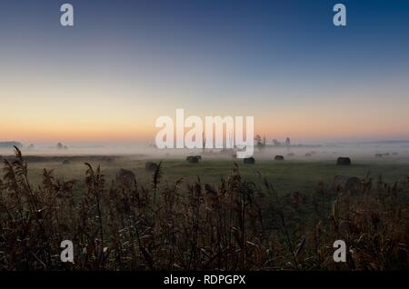 Alba autunnale su una metà di prato boschivo. Lasocin, Polonia, Mazovia provincia. Foto Stock