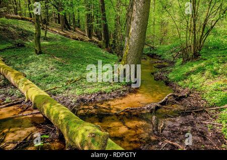 Flusso masurian nella foresta. Confine storico tra il polacco Prince-Bishopric di Warmia e Masuria prussiano regione. Foto Stock