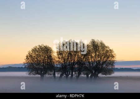 Fila di pollard salici / pollarded salice bianco (Salix alba) in campo con inizio mattina nebbia in autunno a sunrise Foto Stock