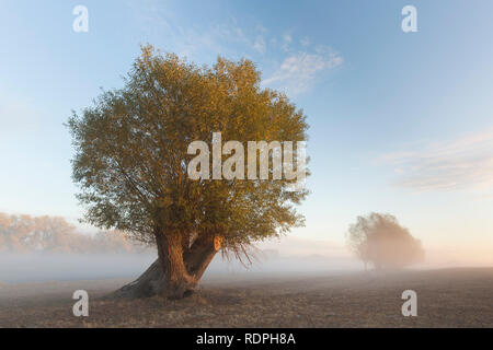 Pollard salici / pollarded salice bianco (Salix alba) nel campo nella nebbia in autunno Foto Stock