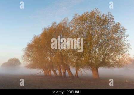 Fila di pollard salici / pollarded salice bianco (Salix alba) nel campo nella nebbia in autunno Foto Stock