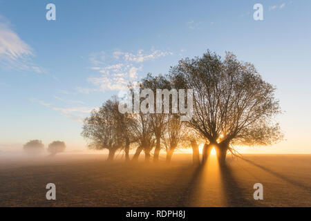Sole che splende attraverso i rami di salici pollard/ pollarded salice bianco (Salix alba) all inizio di mattina nebbia a sunrise in autunno Foto Stock