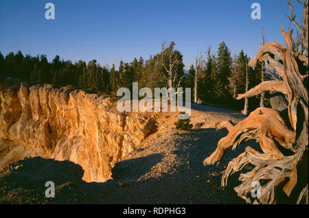 Stati Uniti d'America, Utah, Parco Nazionale di Bryce Canyon, Tramonto sulla scogliera rosa e pino bristlecone intoppo, Bristlecone Loop Trail, vicino Yovimpa Point. Foto Stock