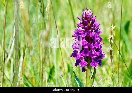 Northern Marsh Orchid (dactylorchis purpurella, anche dactylorhiza purpurella), in prossimità di un unico fiore spike crescente tra l'erba. Foto Stock